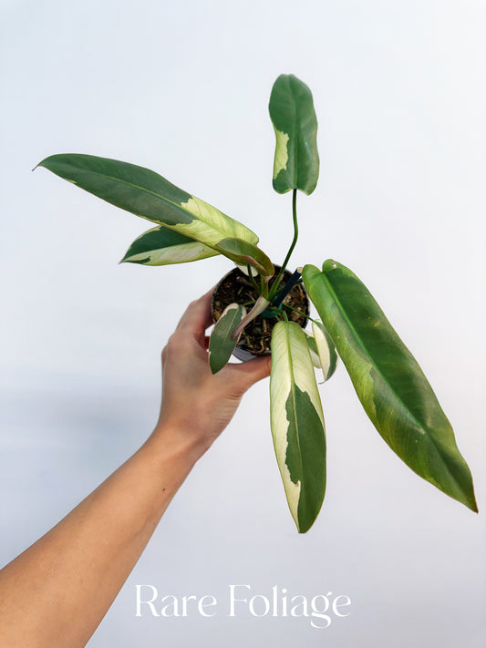 Philodendron Atabapoense Variegated 3”