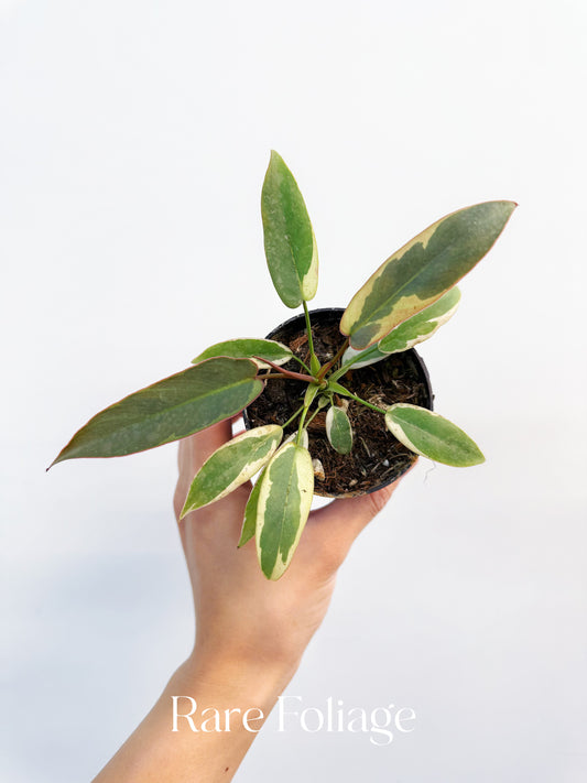Philodendron Atabapoense Variegated 3”
