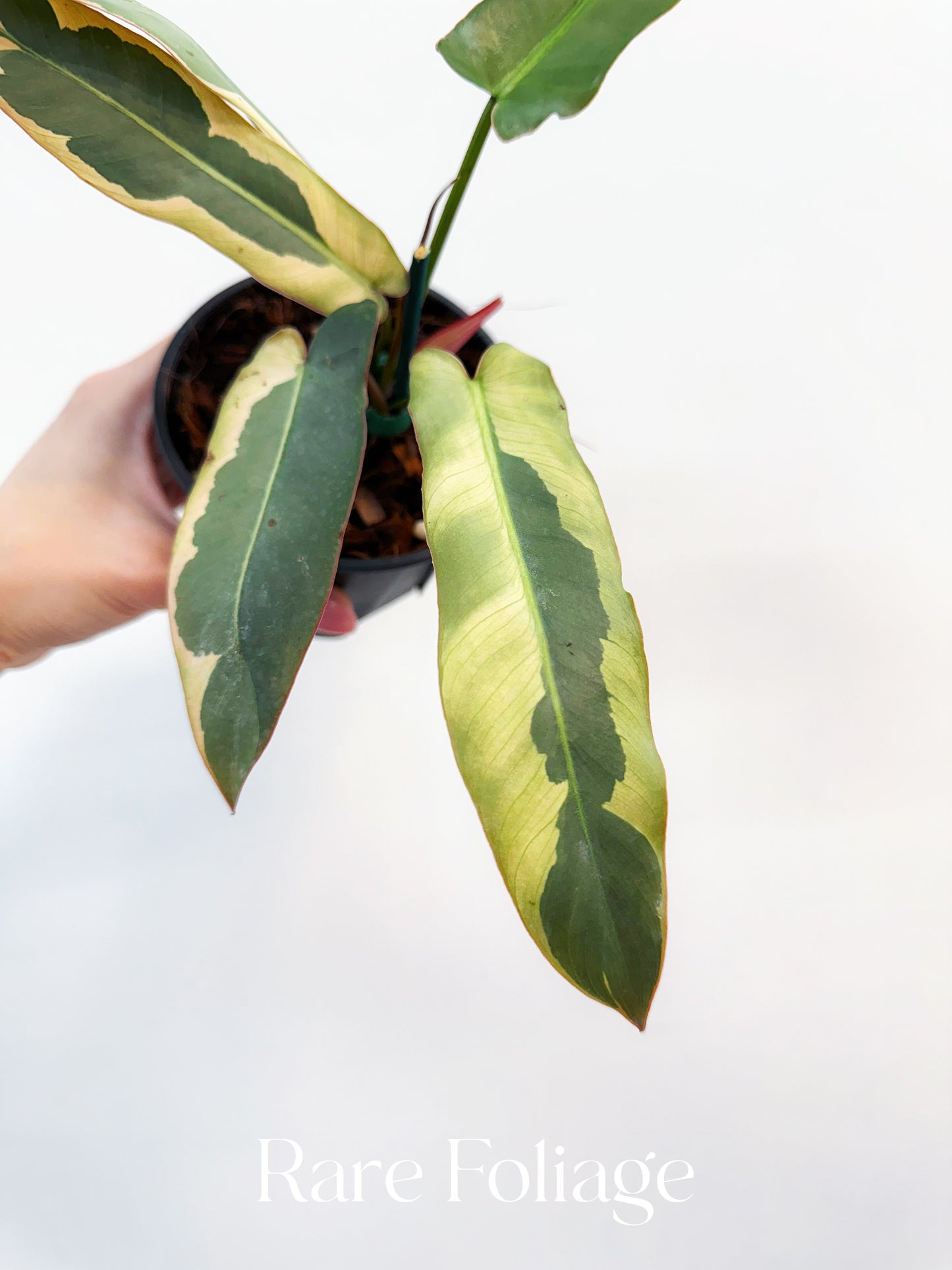 Philodendron Atabapoense Variegated 4”