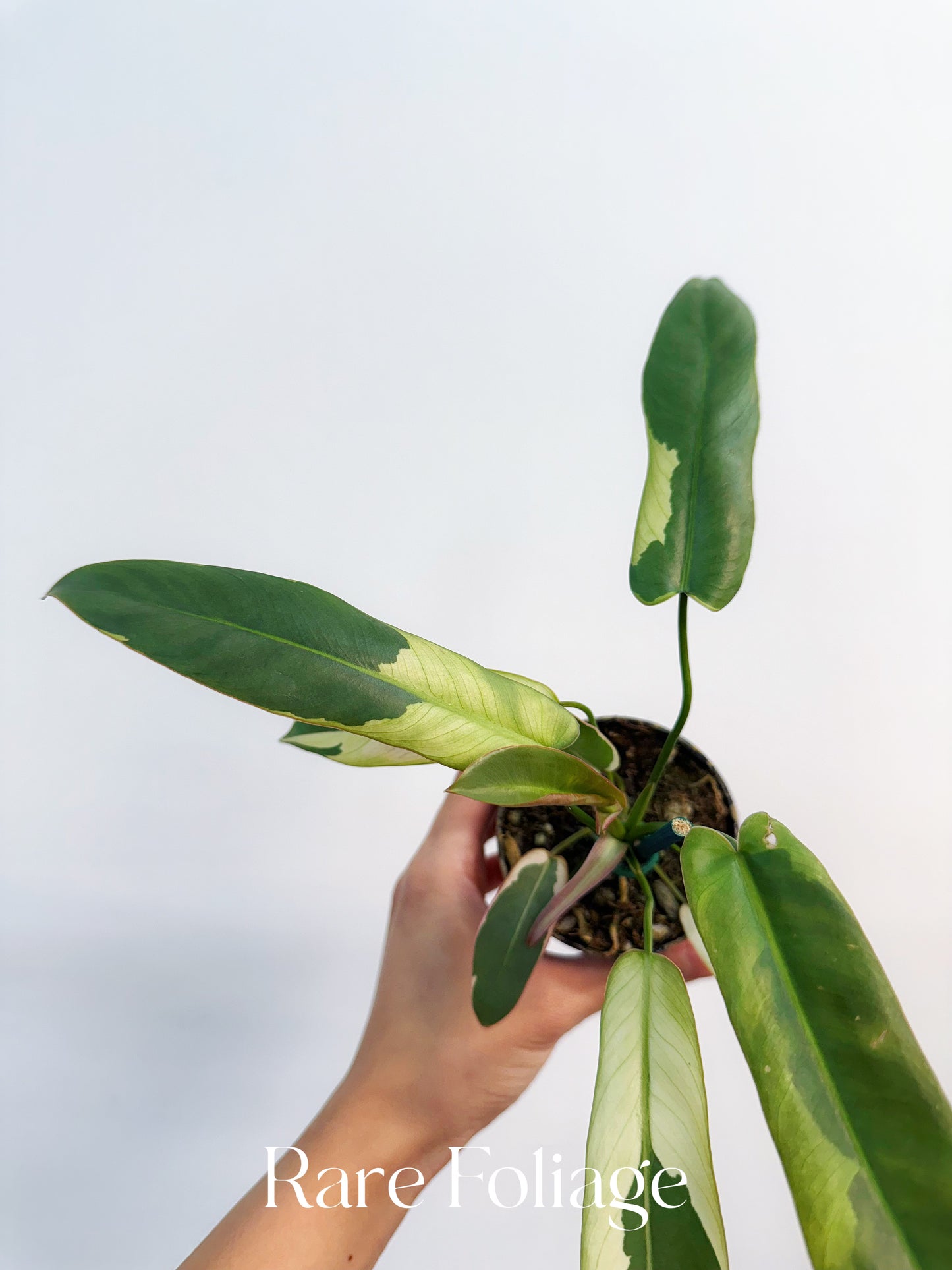 Philodendron Atabapoense Variegated 3”