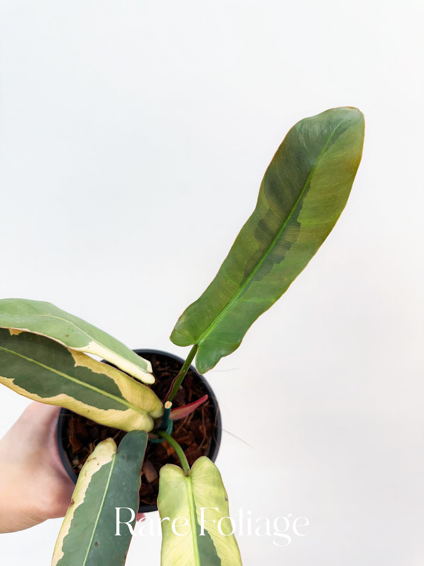 Philodendron Atabapoense Variegated 4”