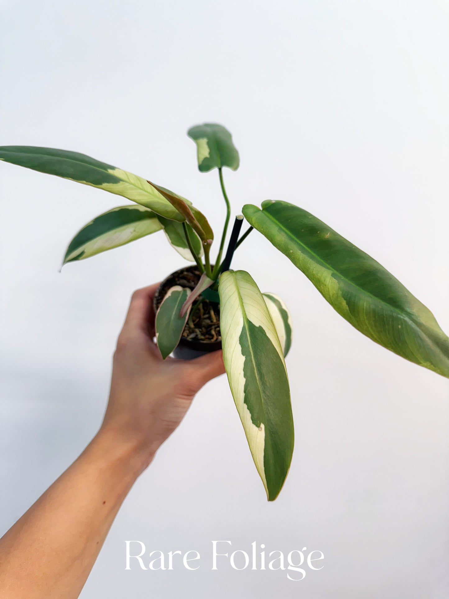 Philodendron Atabapoense Variegated 3”