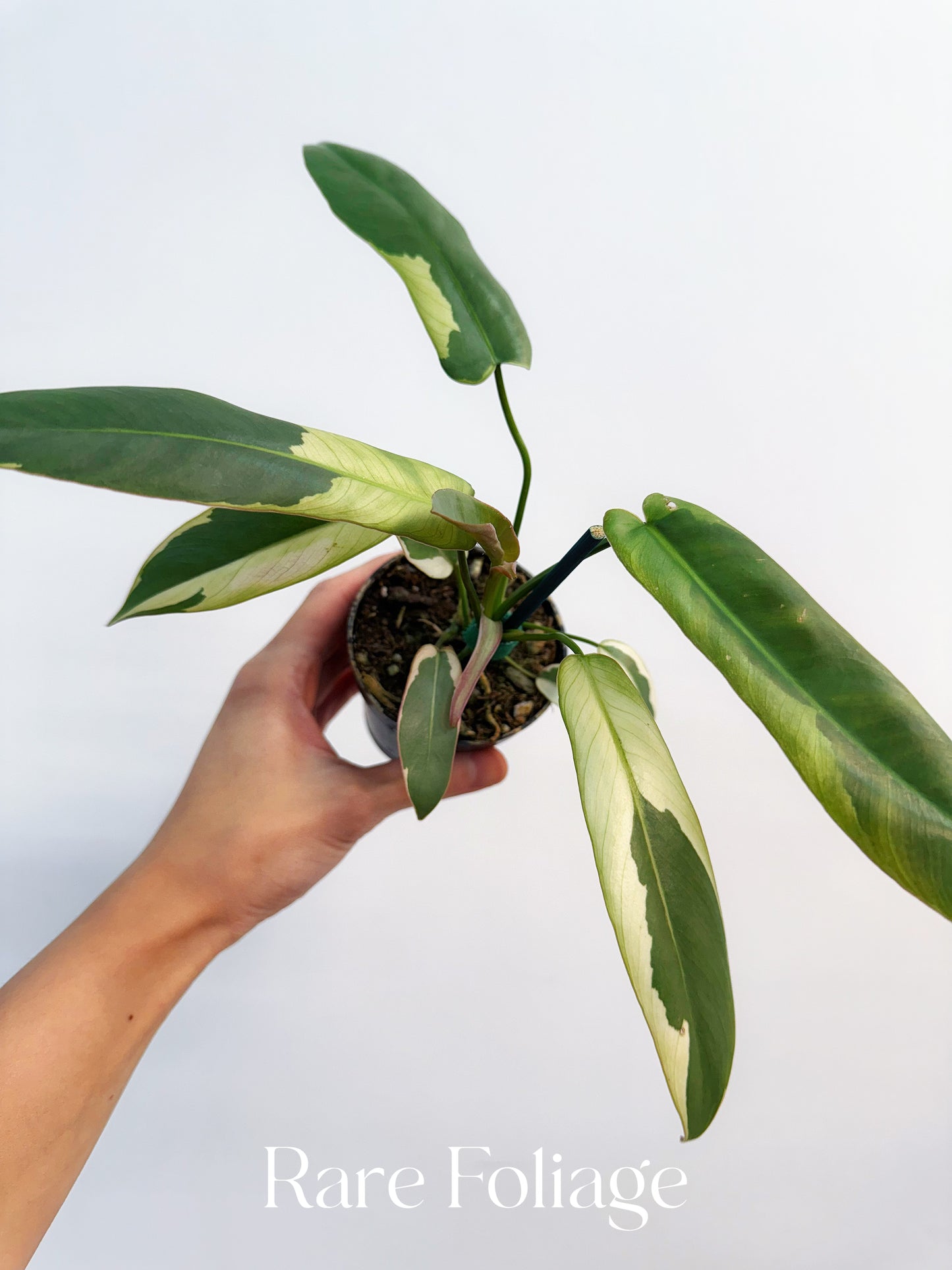 Philodendron Atabapoense Variegated 3”