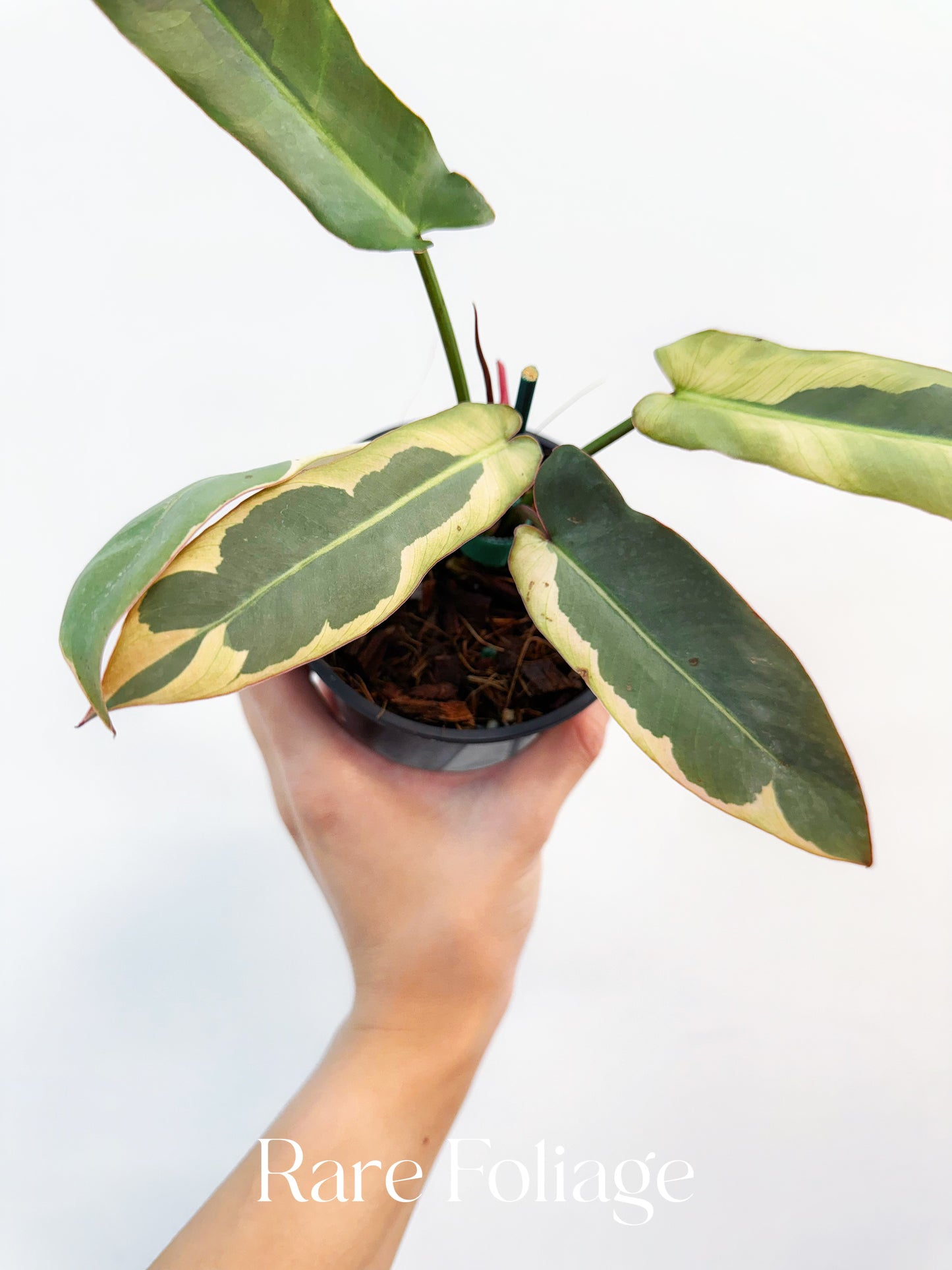 Philodendron Atabapoense Variegated 4”