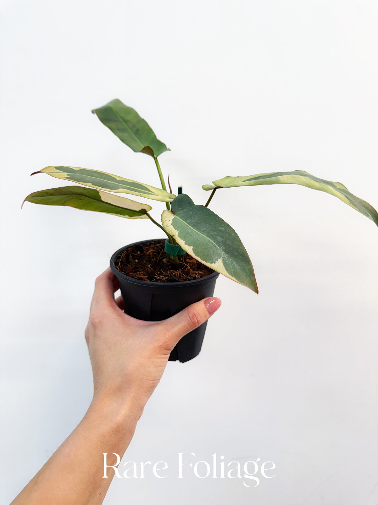 Philodendron Atabapoense Variegated 4”