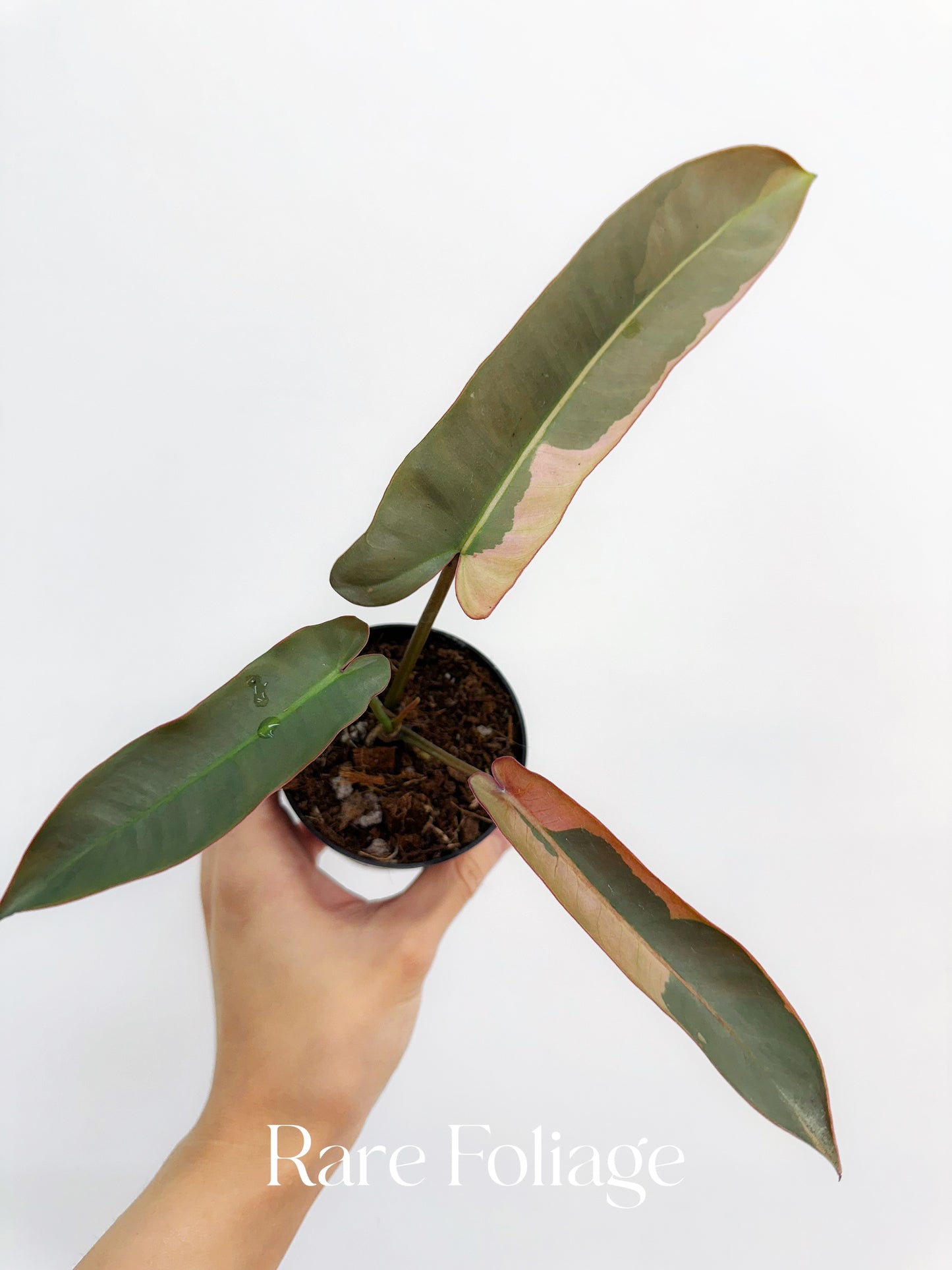 Philodendron Atabapoense Pink Variegated 3”