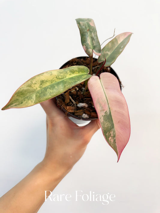 Philodendron Atabapoense Pink Variegated 4” Exact Plant