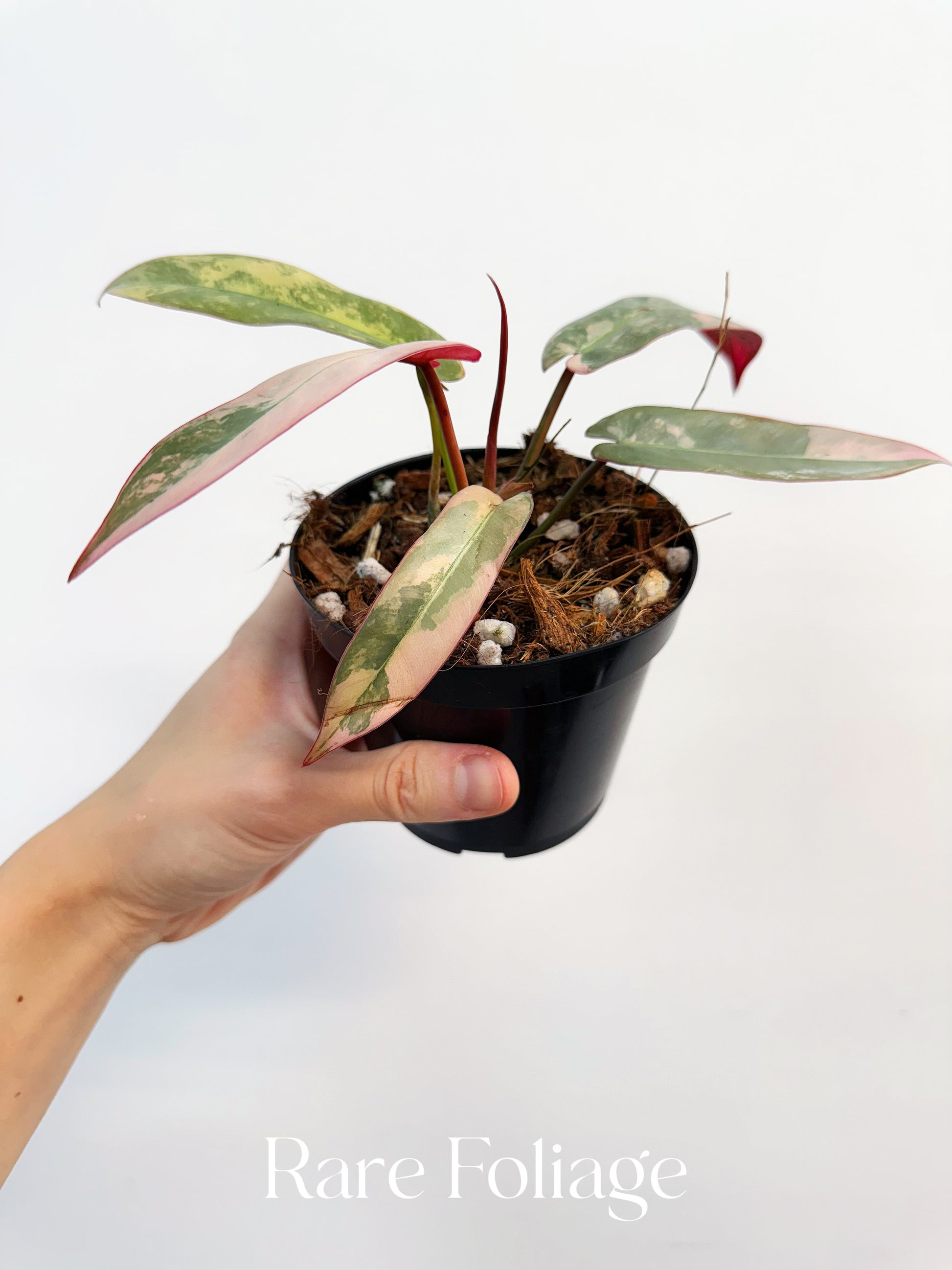 philodendron atabapoense variegated Philodendron Atabapoense Pink Variegated 4” Exact Plant – Rare Foliage Plant Co