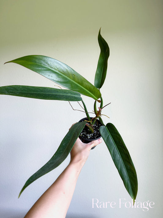 Philodendron Bi Color 4”