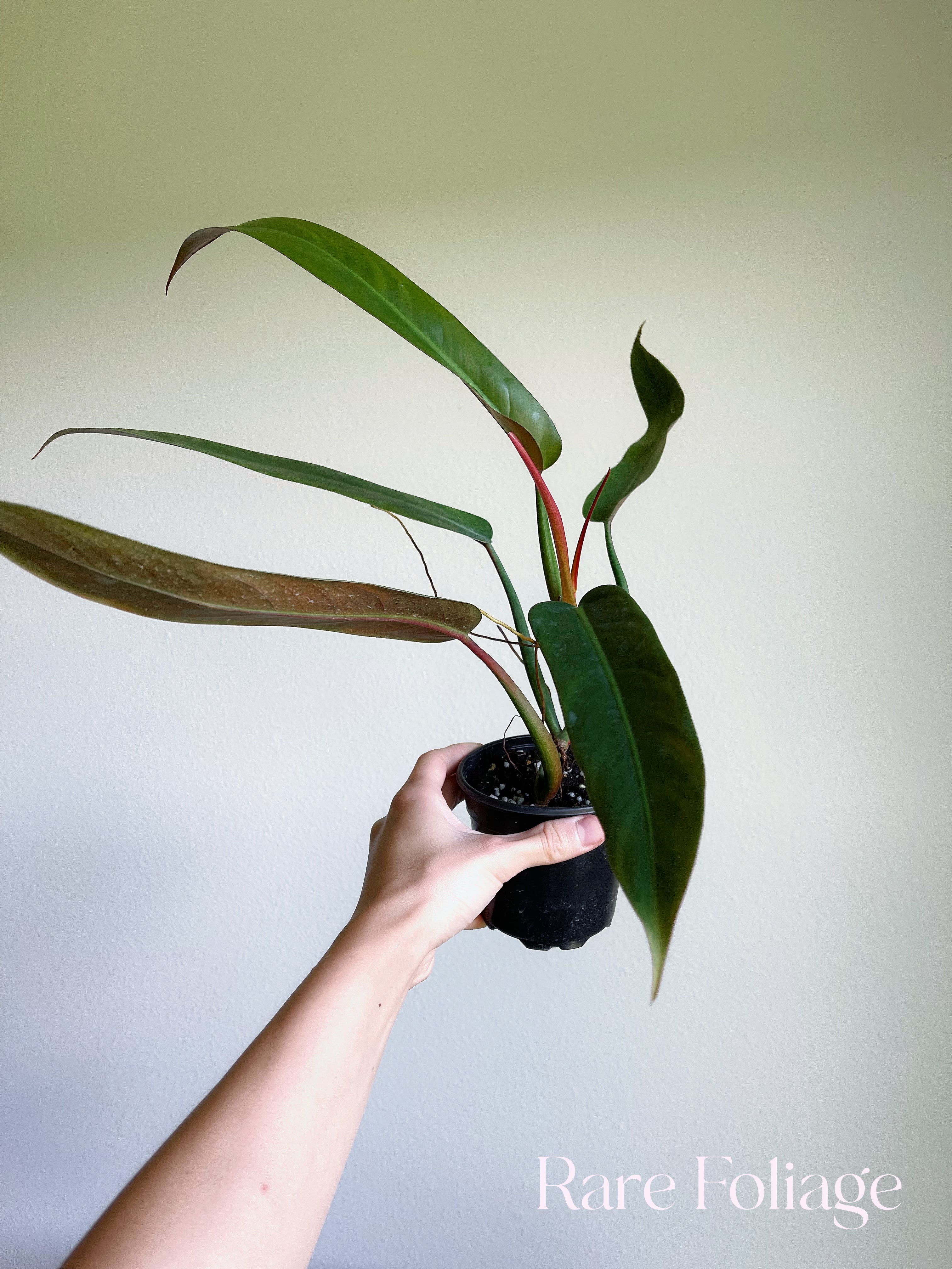 Philodendron Bi Color 4” - Thumbnail 2