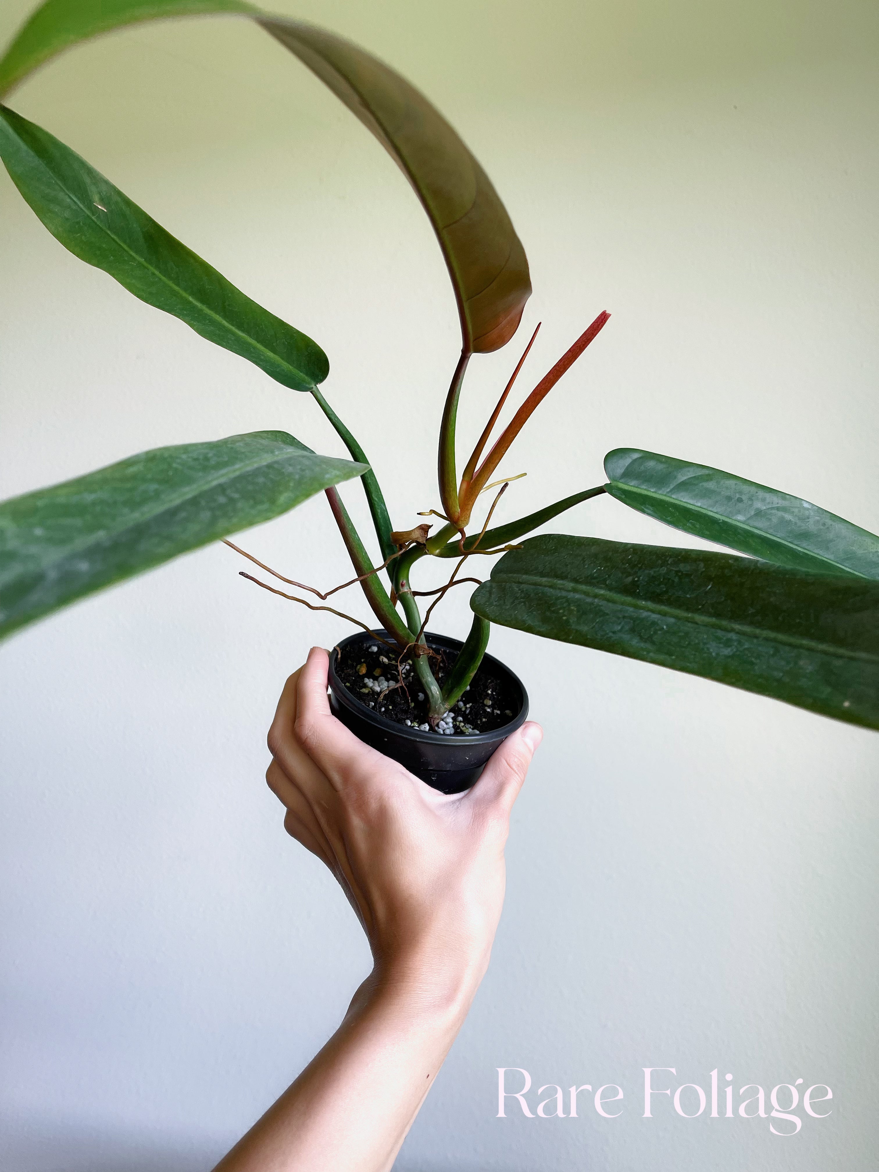 Philodendron Bi Color 4” - Thumbnail 4