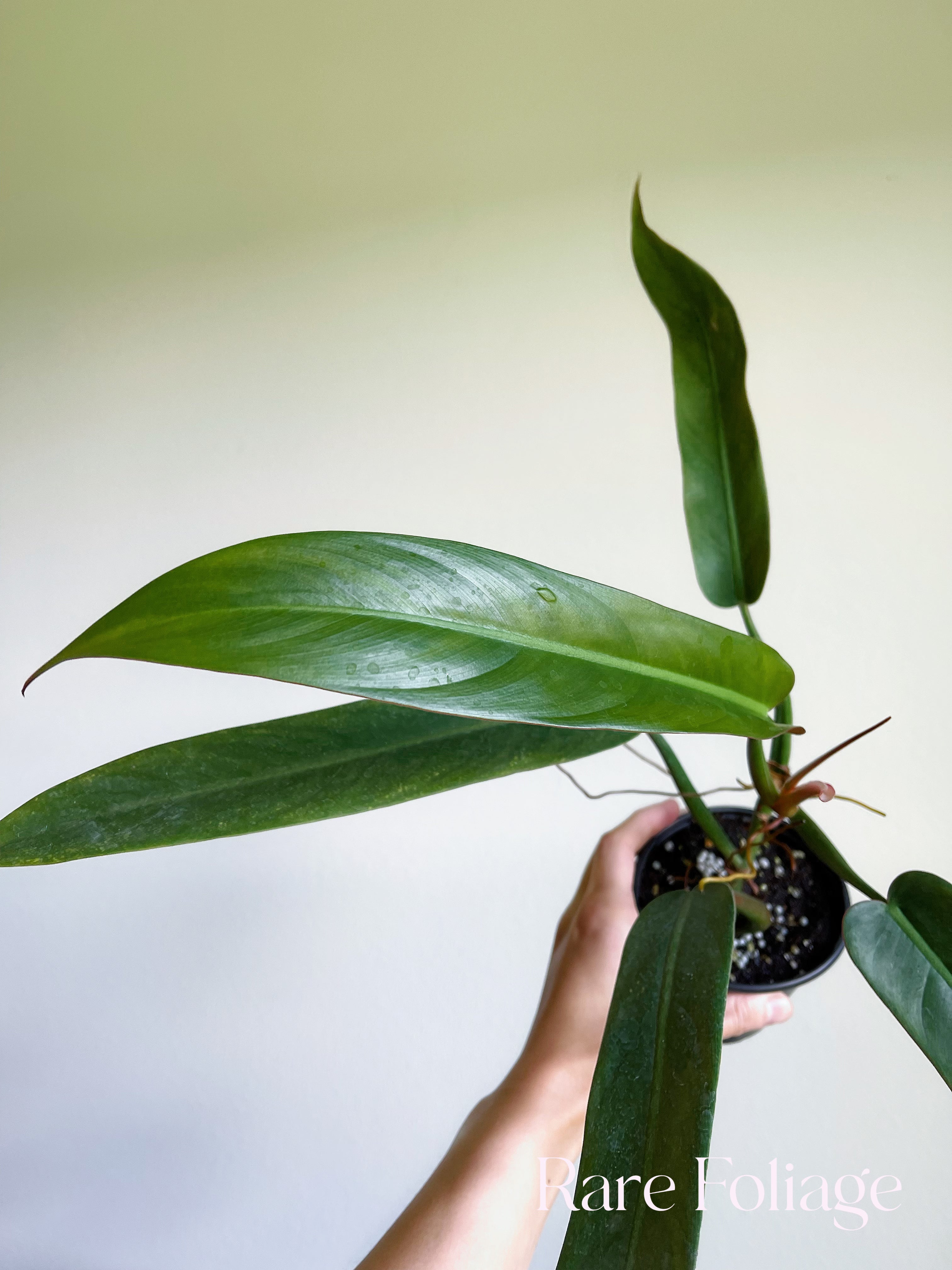 Philodendron Bi Color 4”