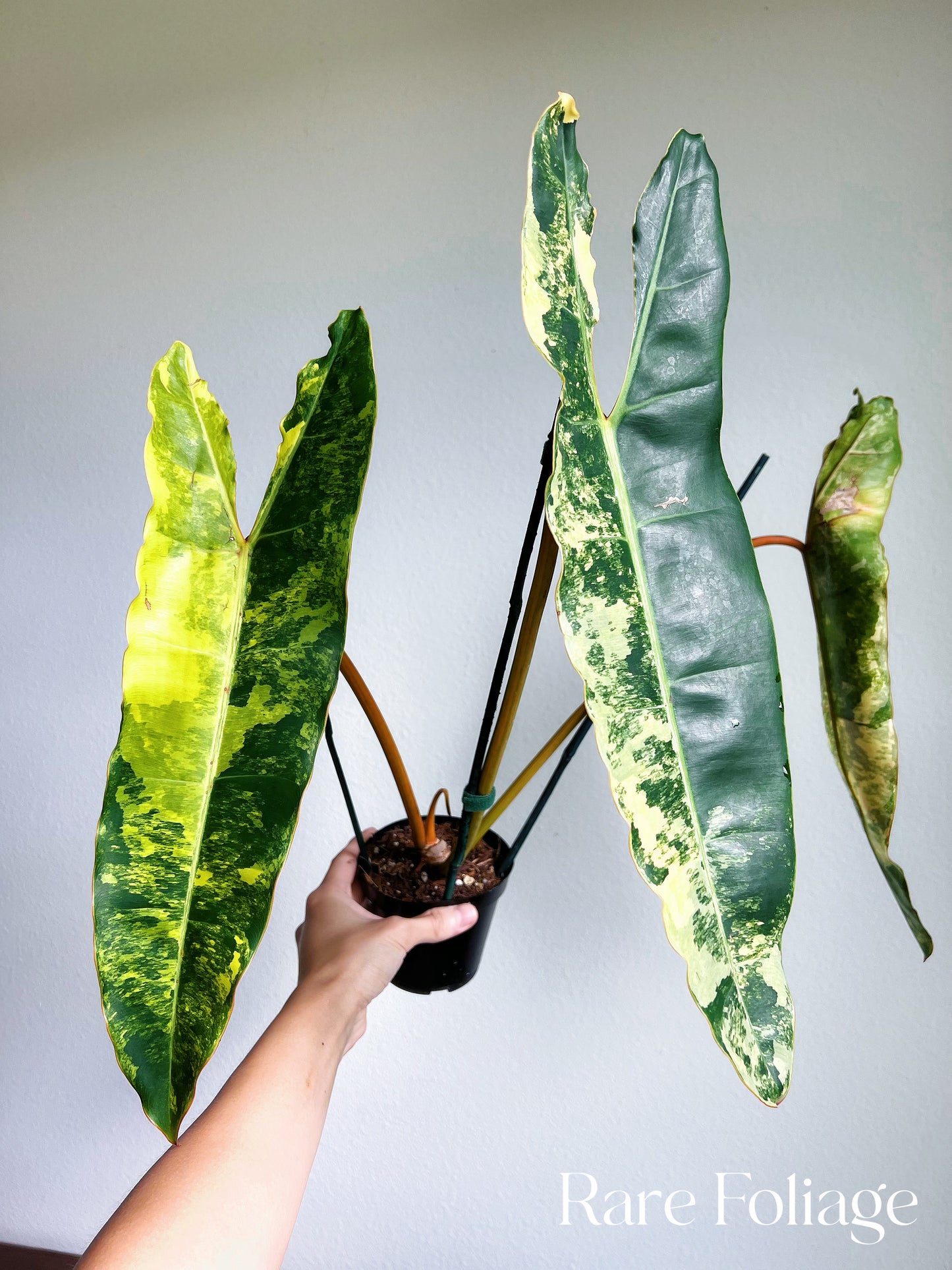 philodendron billietiae variegated price Philodendron Billietiae Variegated 4" Exact Plant