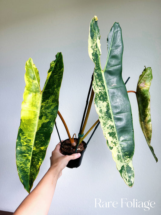 Philodendron Billietiae Variegated 4" Exact Plant