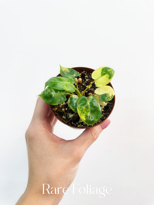 Philodendron Billietiae Variegated 3”