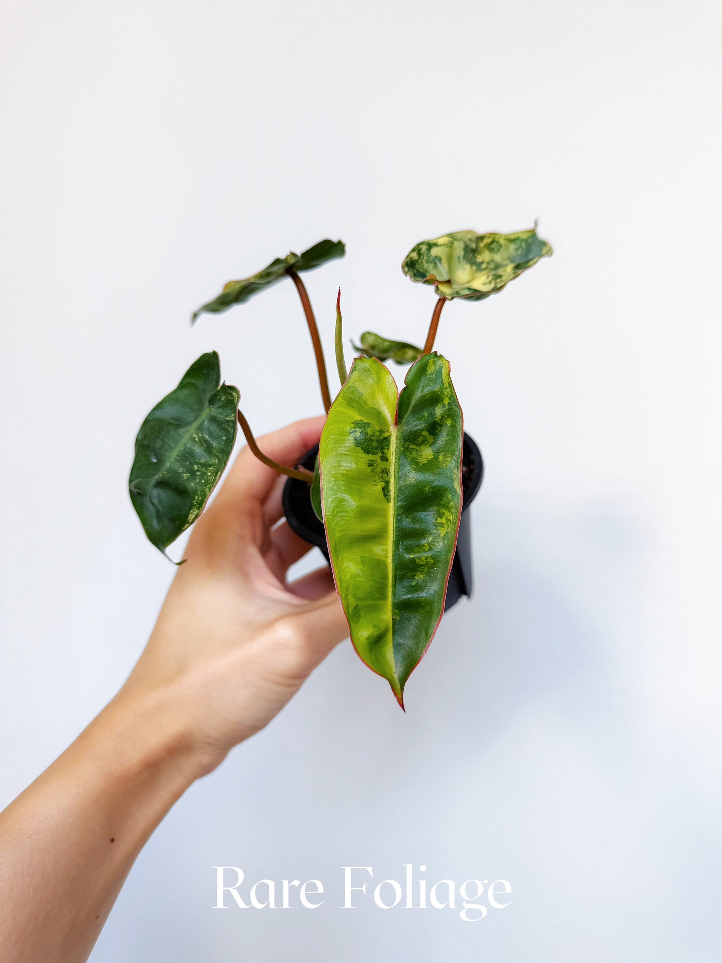 Philodendron Billietiae Variegated 3"