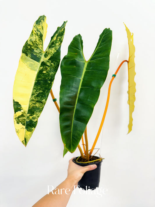 Philodendron Billietiae Variegated 5” Exact Plant