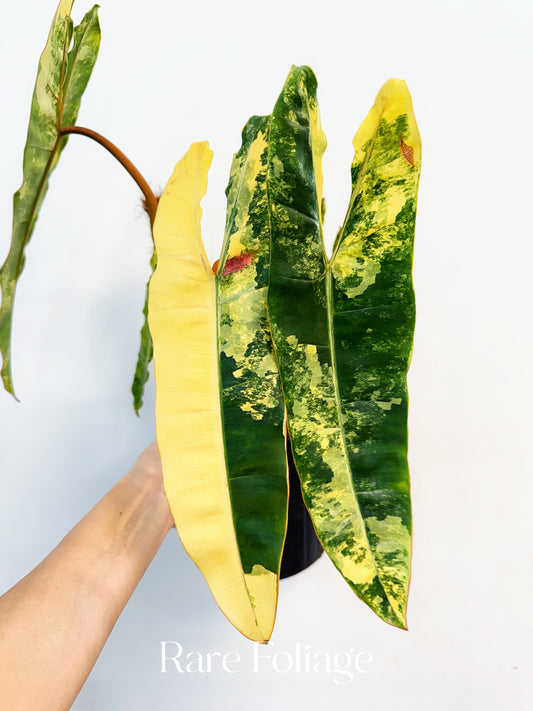 Philodendron Billietiae Variegated 8” Exact Plant
