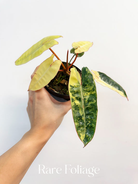 Philodendron Billietiae Variegated 4” Exact Plant