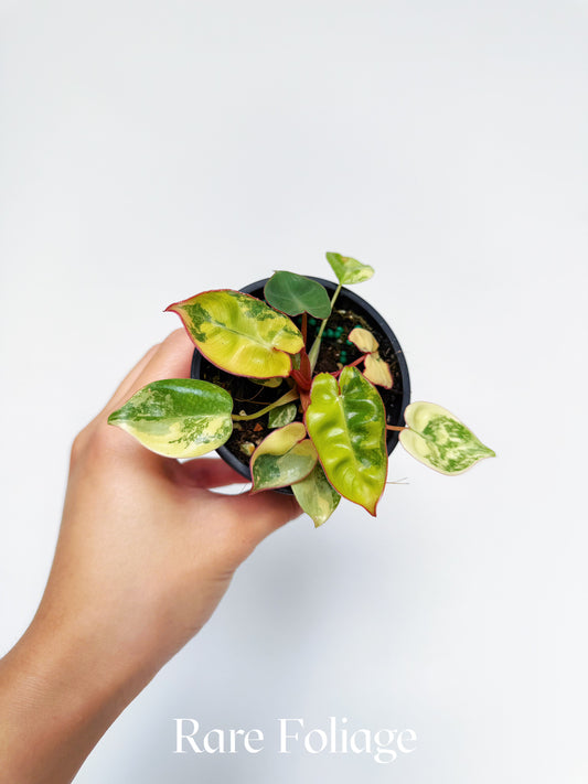 Philodendron Billietiae Variegated 3”