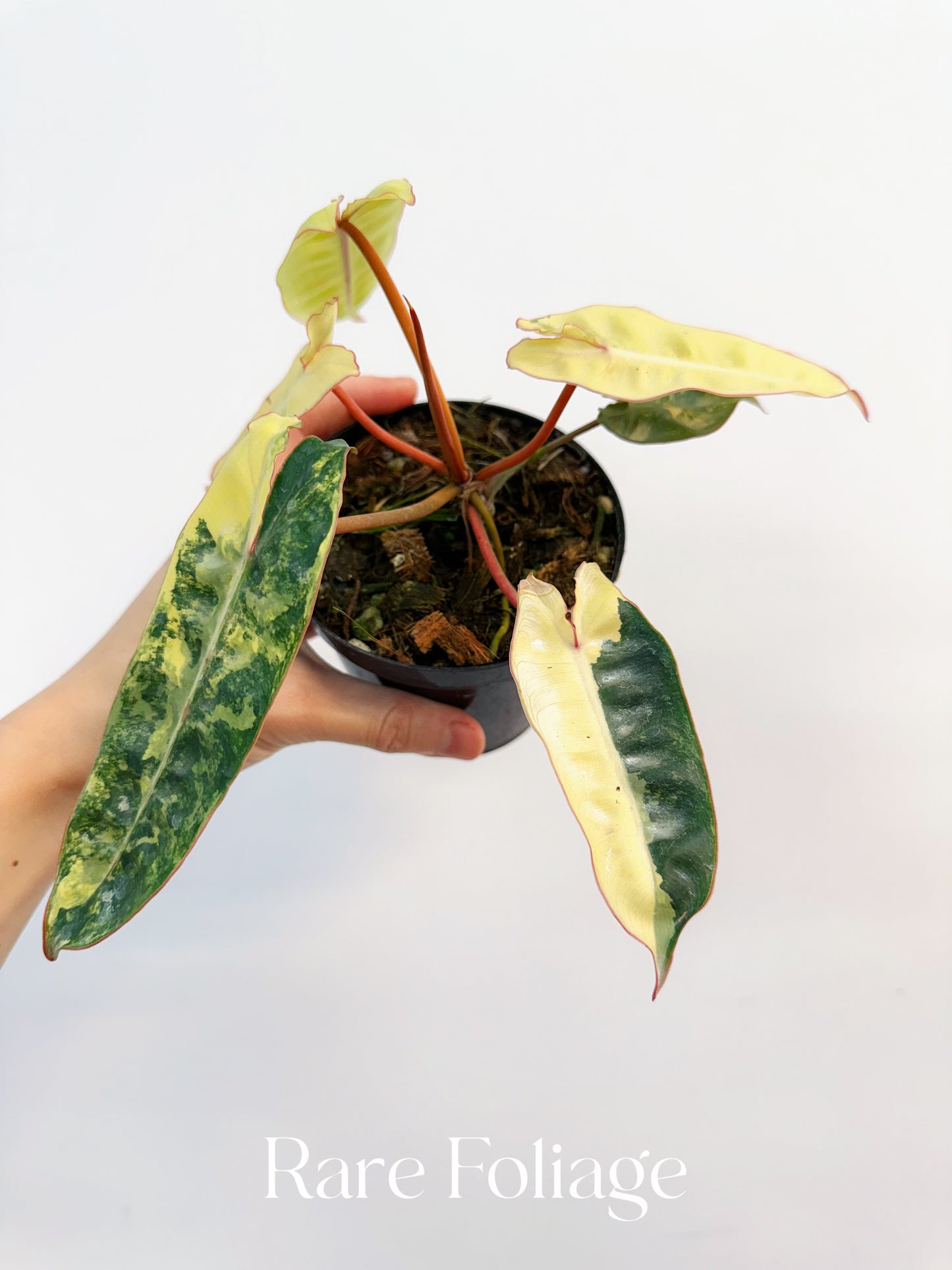 Philodendron Billietiae Variegated 4” Exact Plant