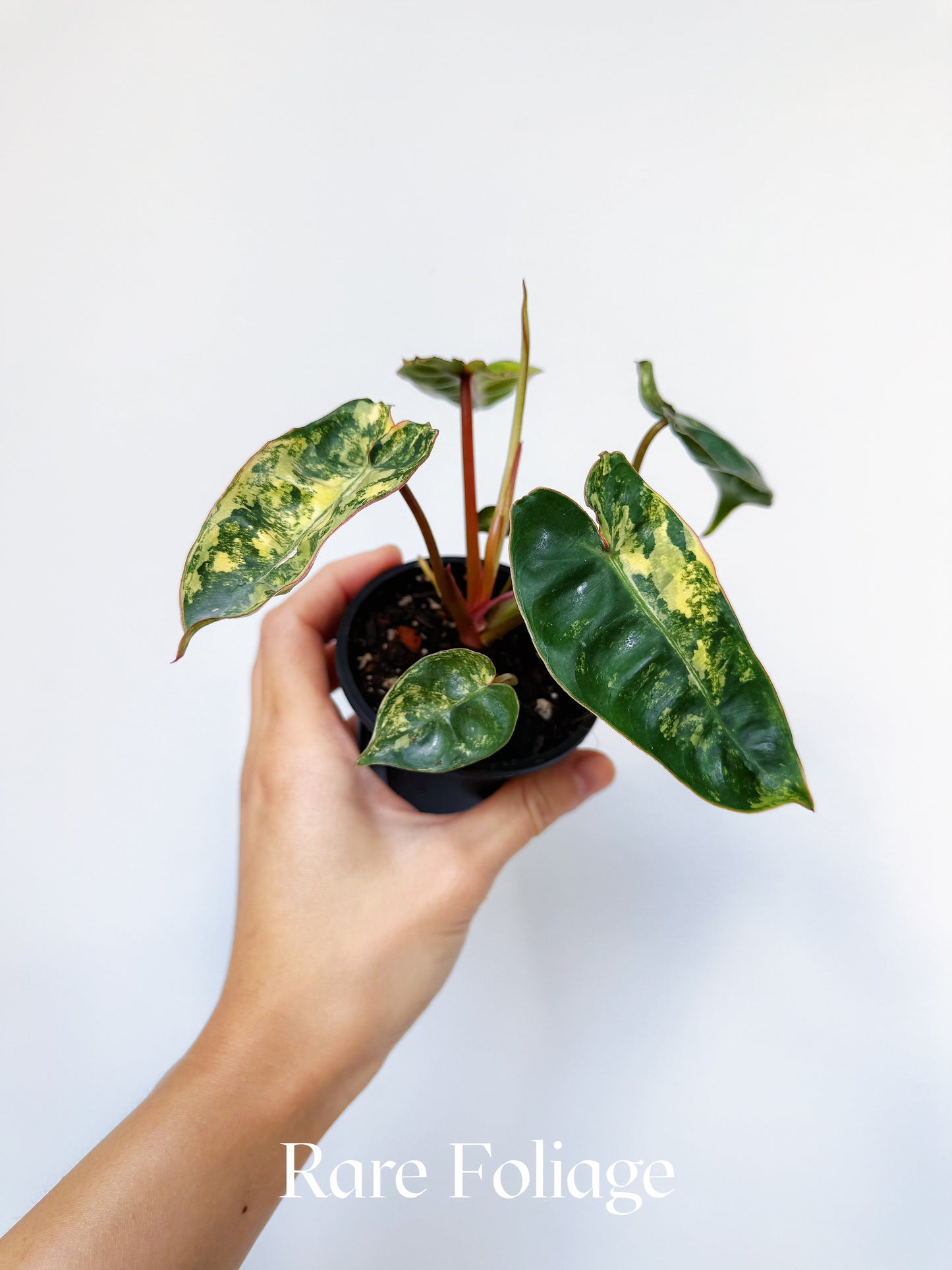Philodendron Billietiae Variegated 3"