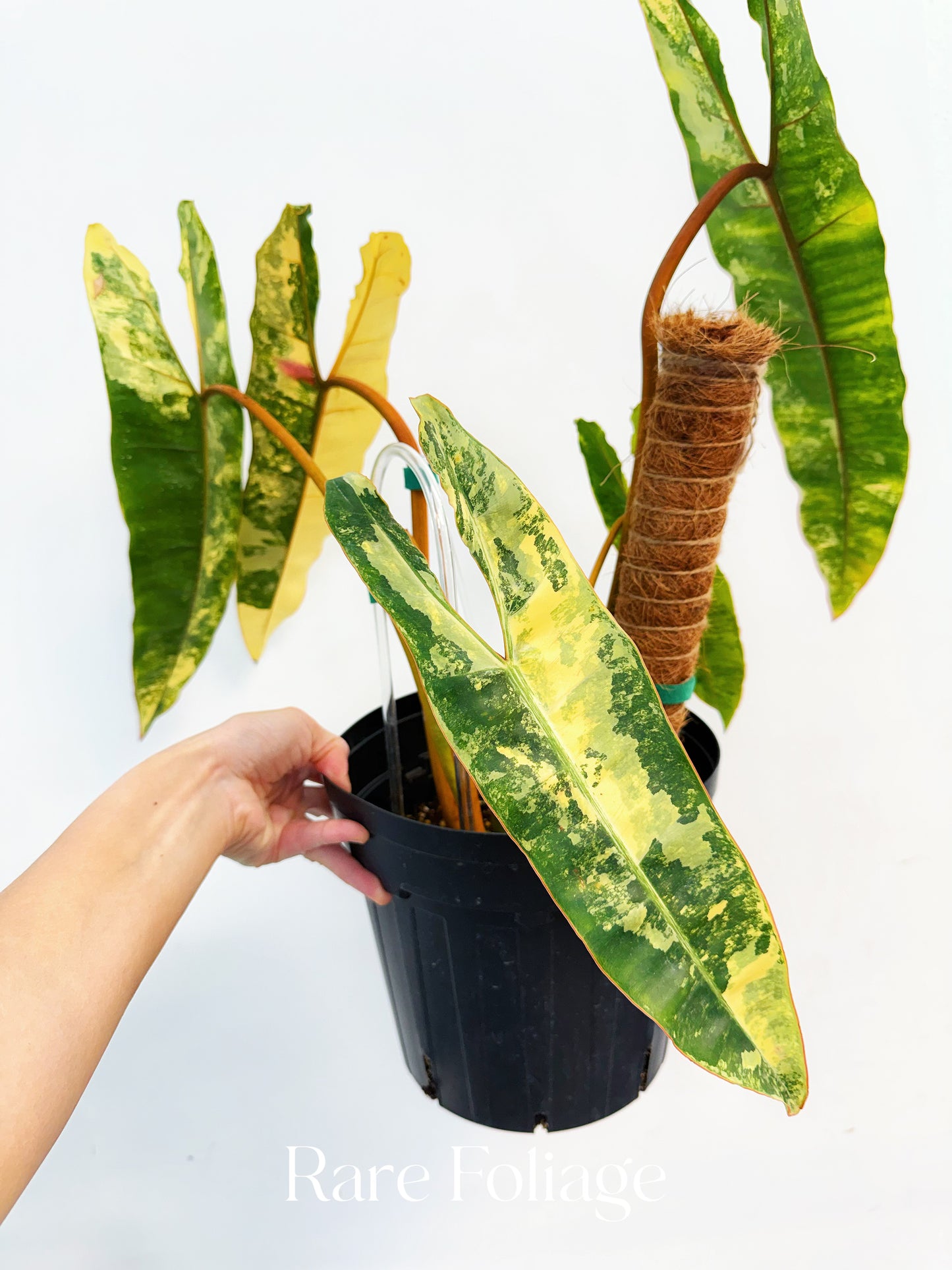Philodendron Billietiae Variegated 8” Exact Plant