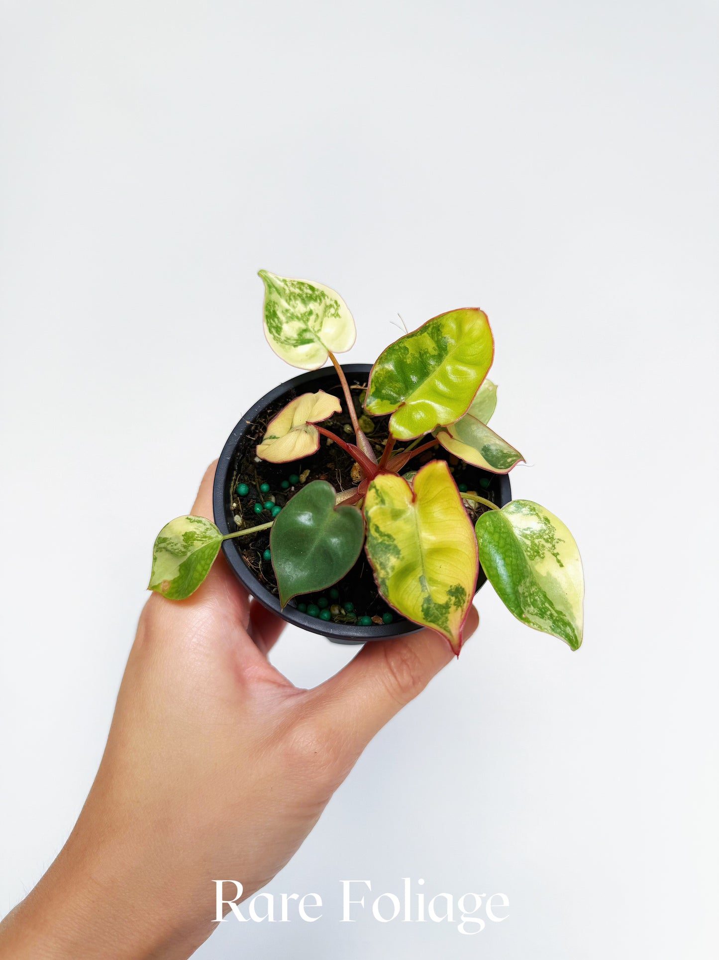 Philodendron Billietiae Variegated 3”