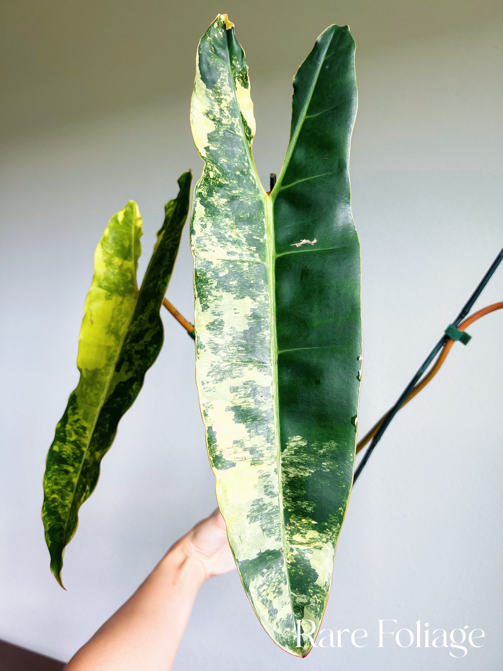philodendron billitiae variegated Philodendron Billietiae Variegated 4" Exact Plant – Rare Foliage Plant Co