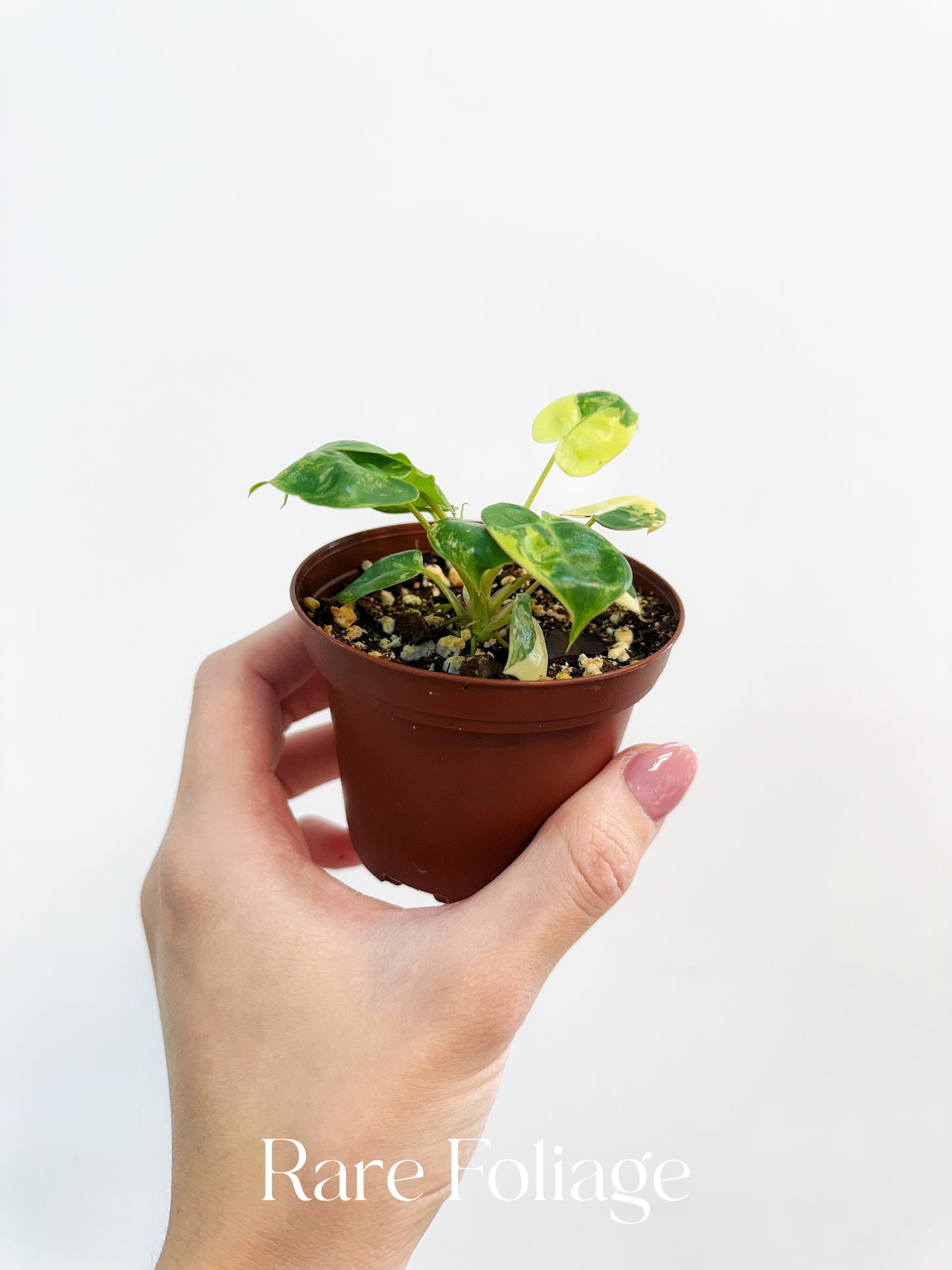 Philodendron Billietiae Variegated 3”