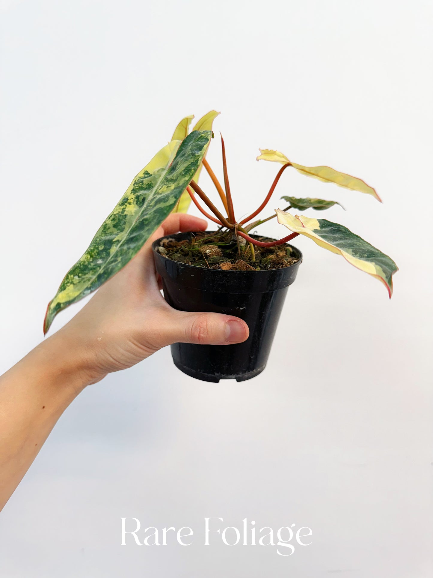 Philodendron Billietiae Variegated 4” Exact Plant