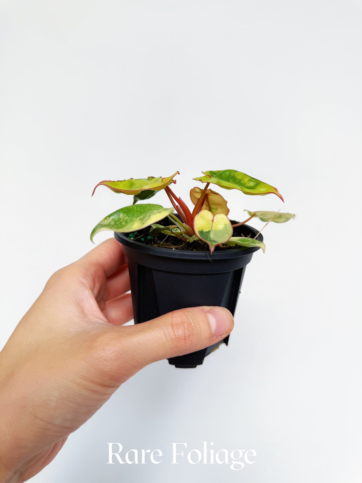 Philodendron Billietiae Variegated 3”
