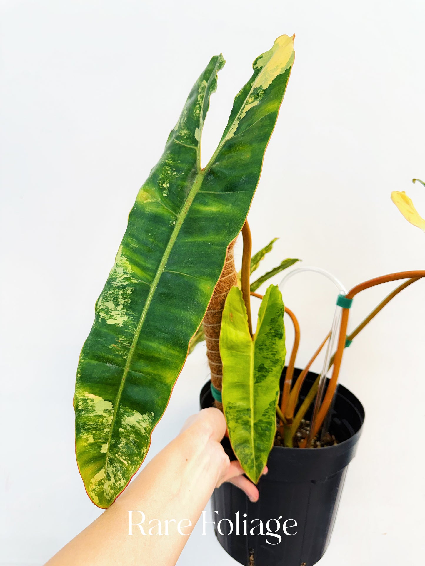 Philodendron Billietiae Variegated 8” Exact Plant