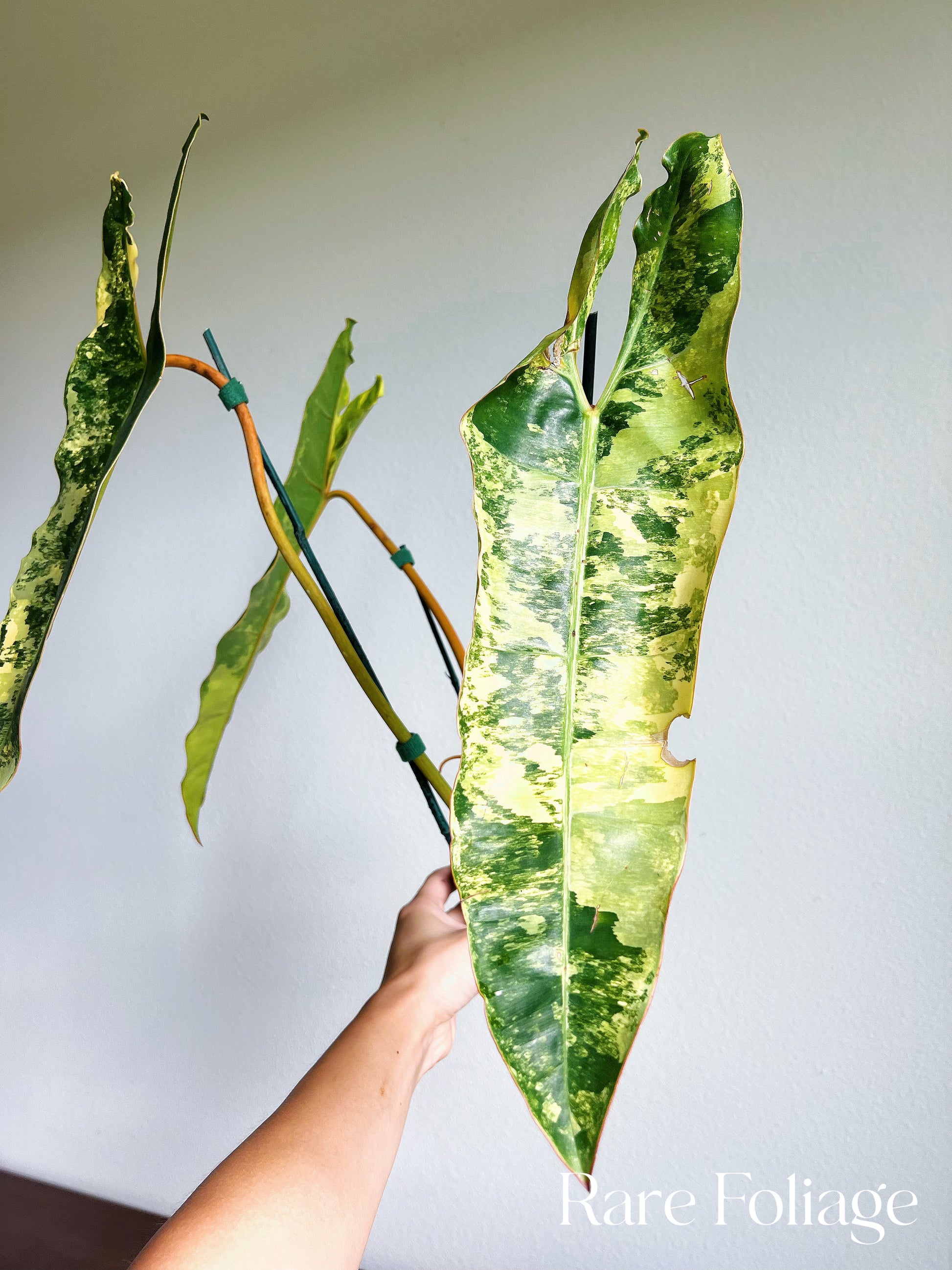 philodendron billietiae variegated price philippines Philodendron Billietiae Variegated 4" Exact Plant – Rare Foliage Plant Co