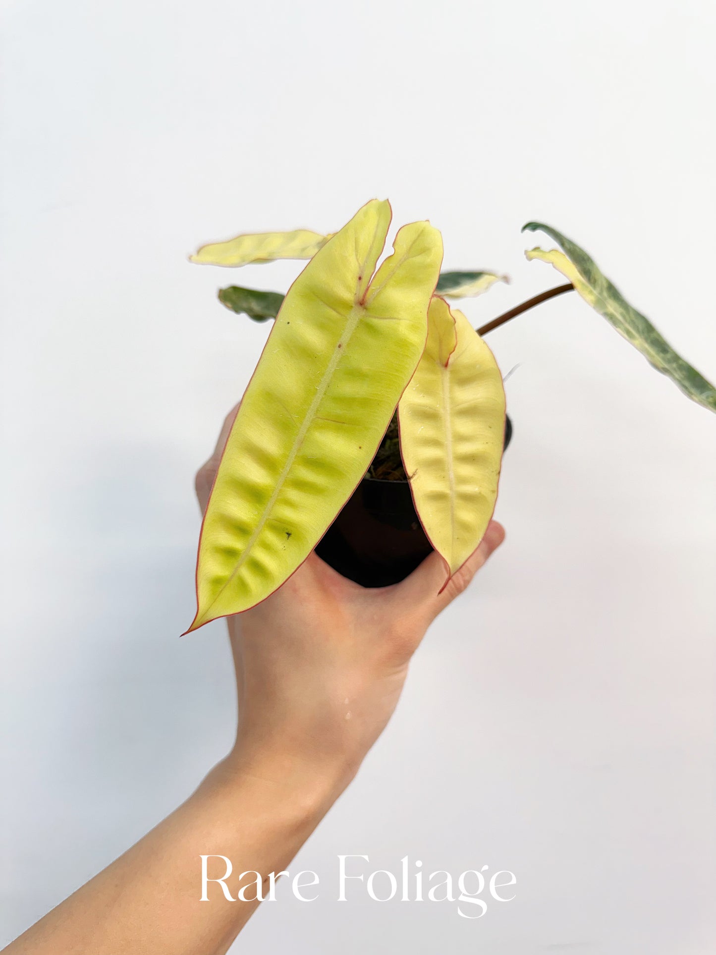 Philodendron Billietiae Variegated 4” Exact Plant