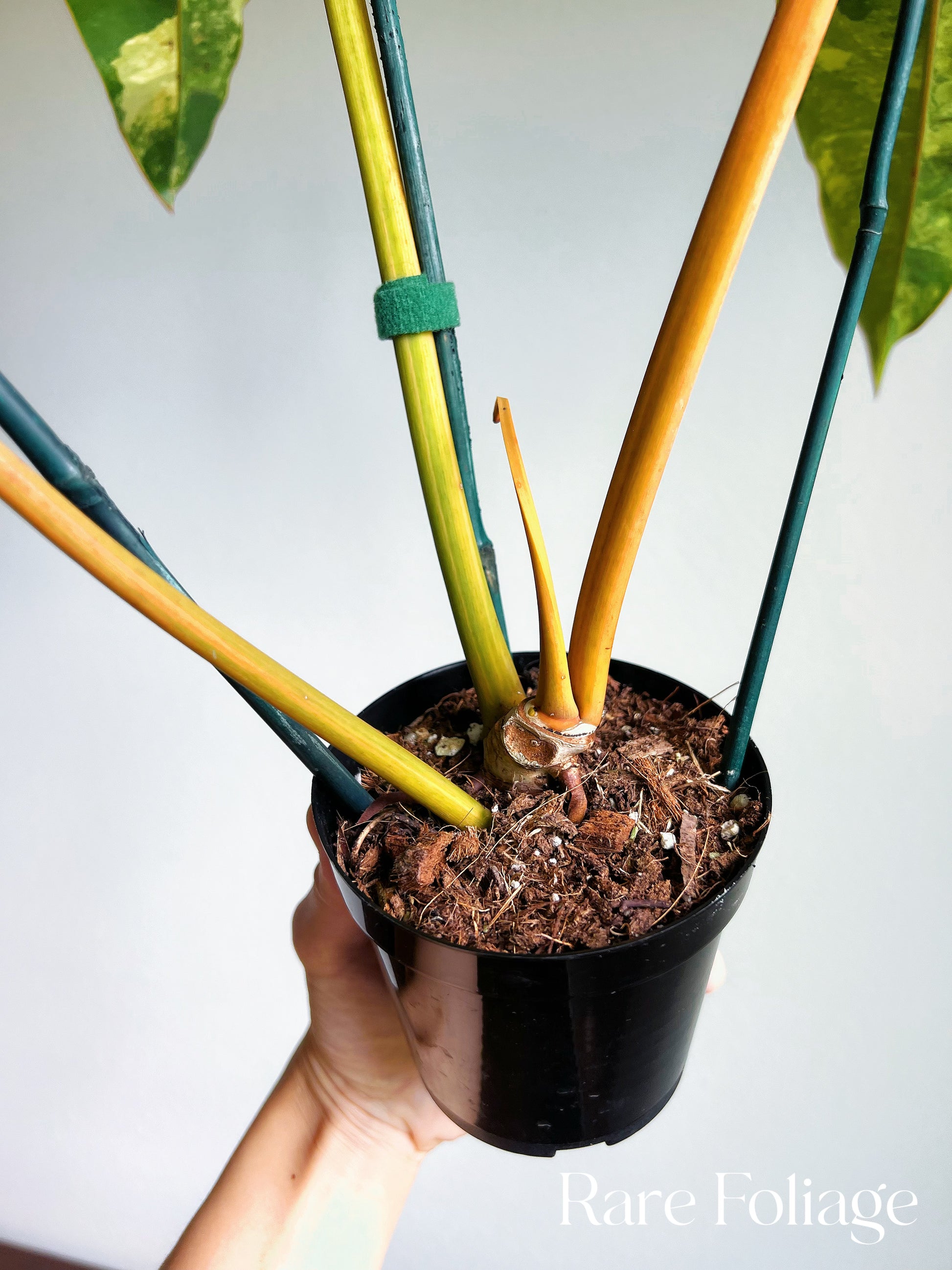 philodendron billietiae variegated care Philodendron Billietiae Variegated 4" Exact Plant