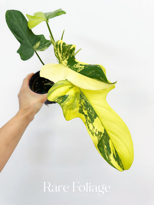 Philodendron Bippenifolium Variegated 4”
