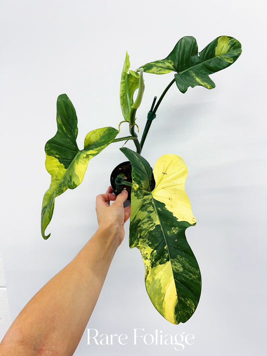 Philodendron Bippenifolium Variegated 4” Exact Plant