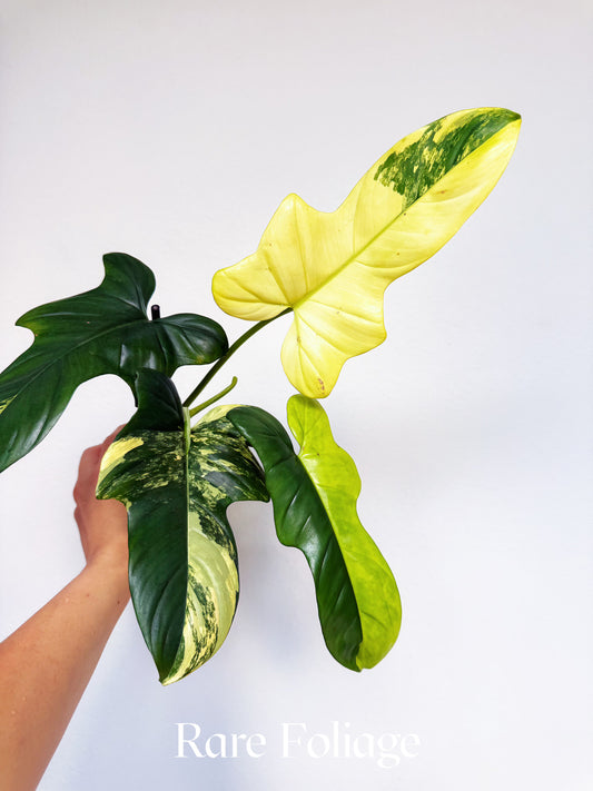 Philodendron Bippenifolium Variegated 3” Exact Plant