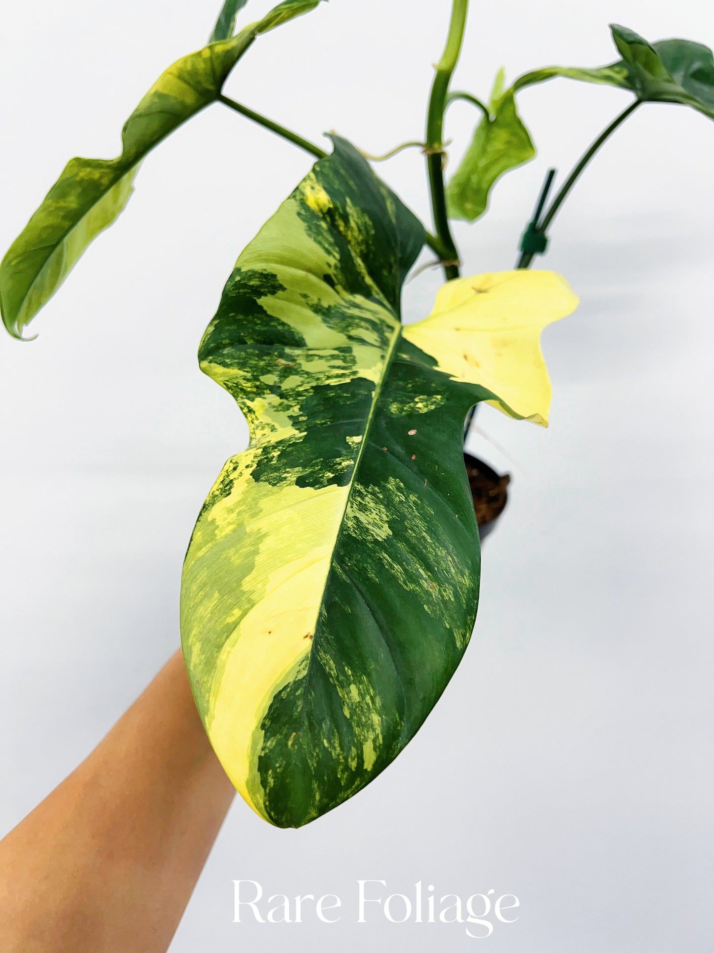 Philodendron Bippenifolium Variegated 4” Exact Plant