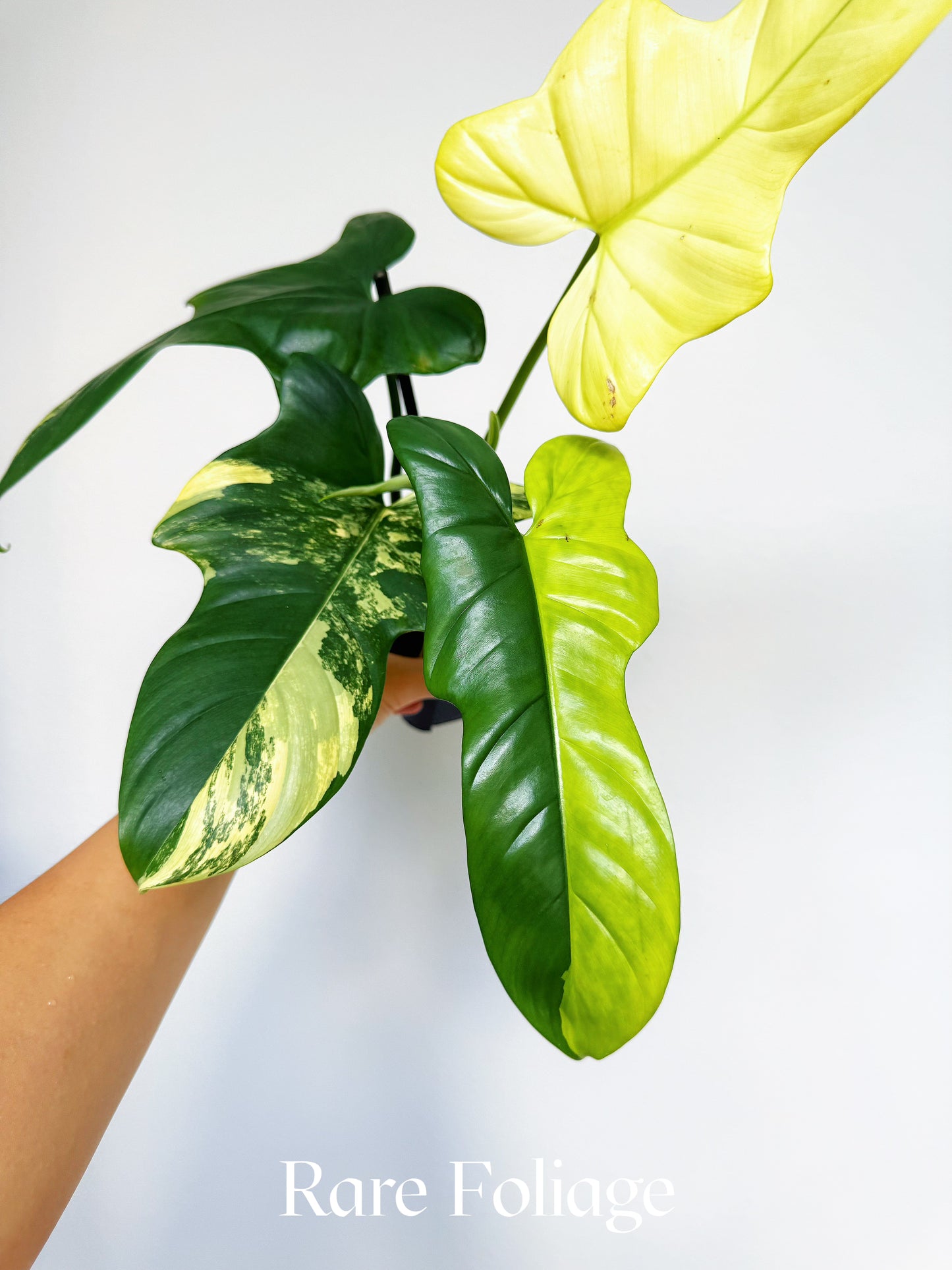 Philodendron Bippenifolium Variegated 3” Exact Plant