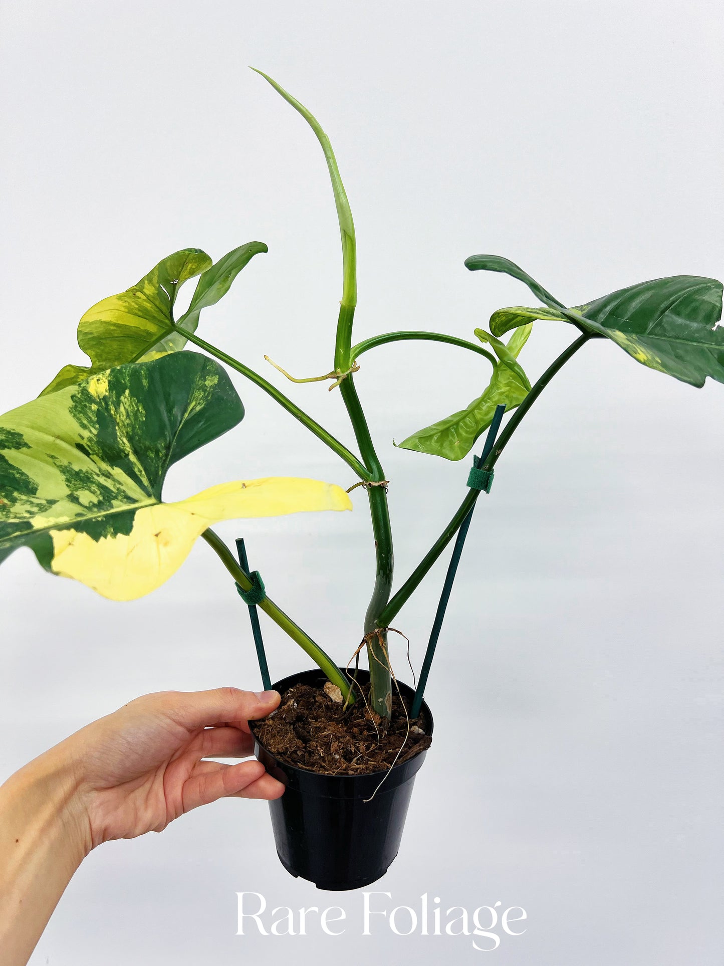 Philodendron Bippenifolium Variegated 4” Exact Plant