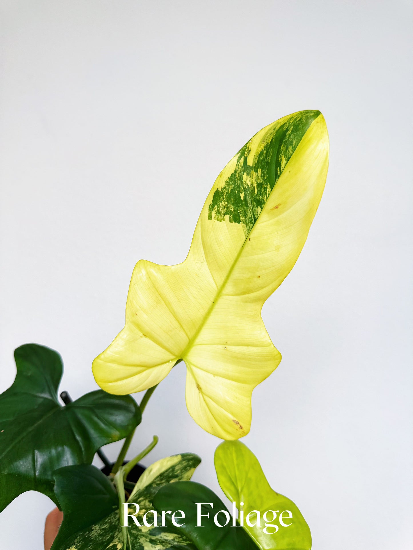 Philodendron Bippenifolium Variegated 3” Exact Plant
