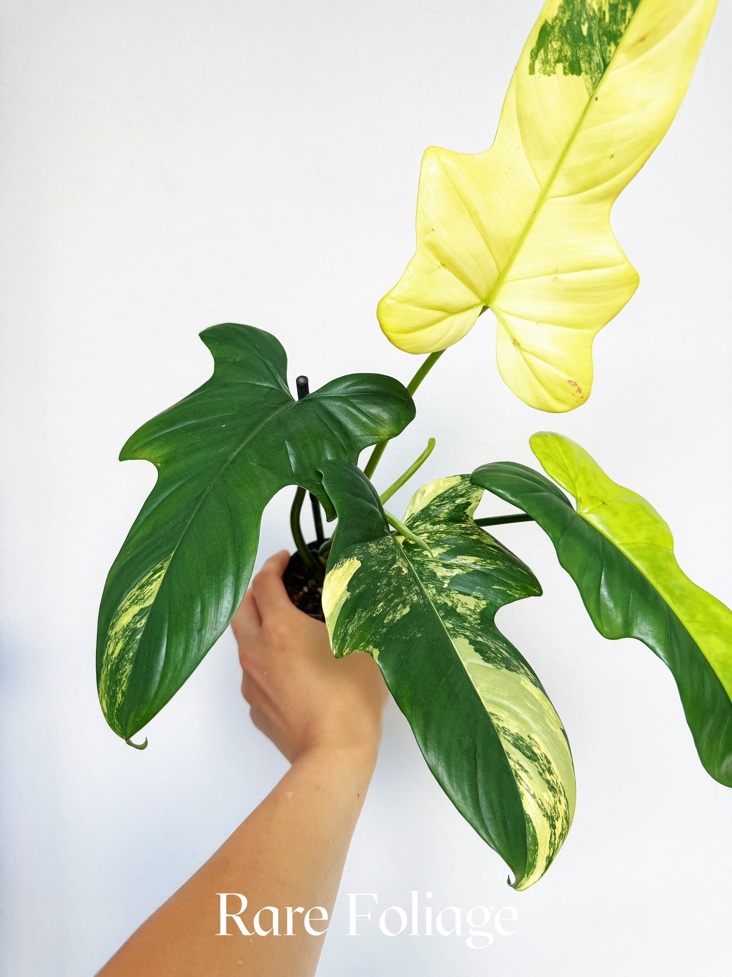 Philodendron Bippenifolium Variegated 3” Exact Plant