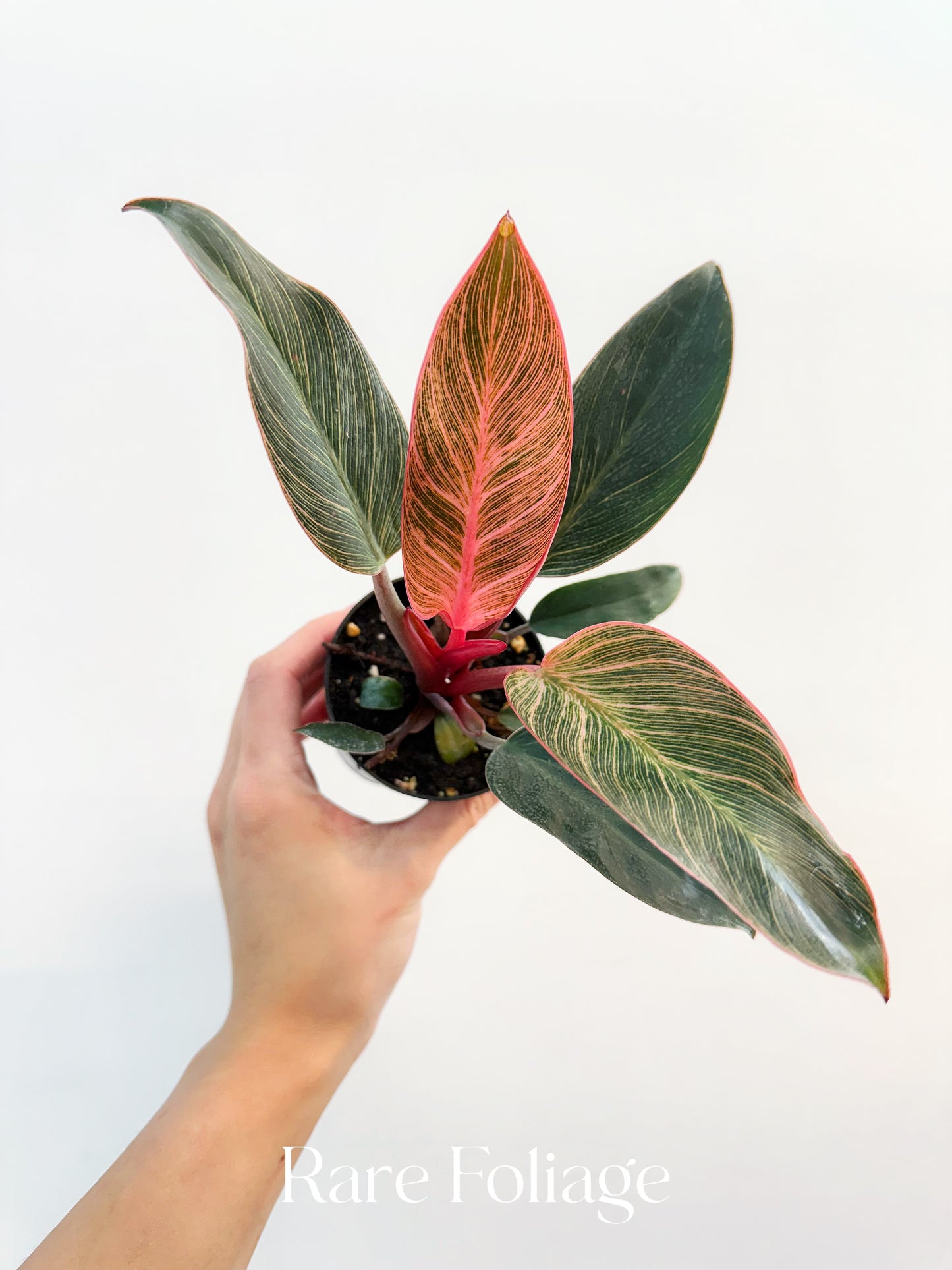 Philodendron Birkin Pink Variegated 3”