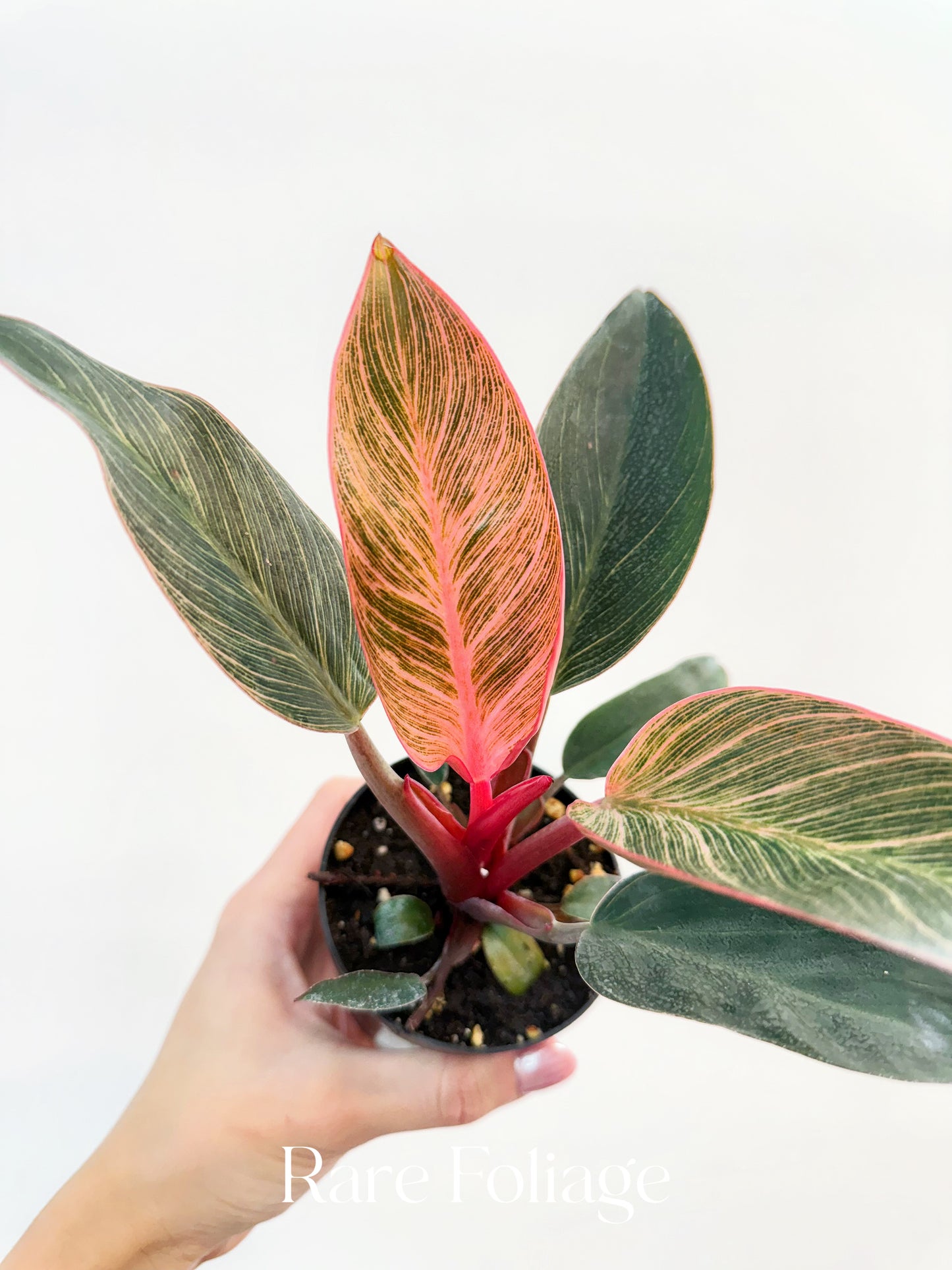 Philodendron Birkin Pink Variegated 3”