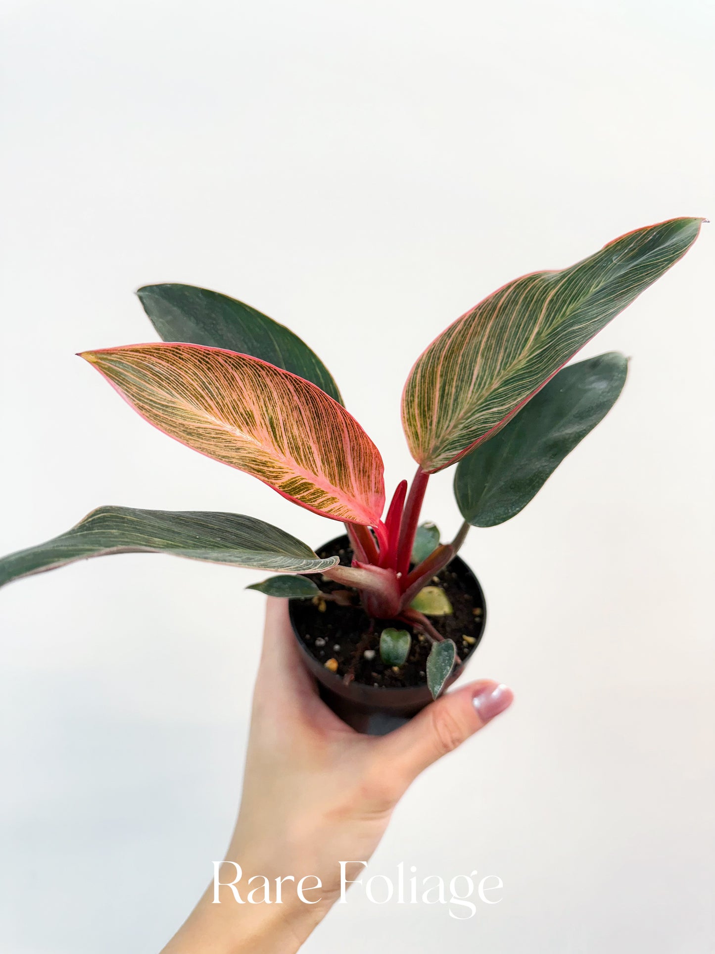 Philodendron Birkin Pink Variegated 3”