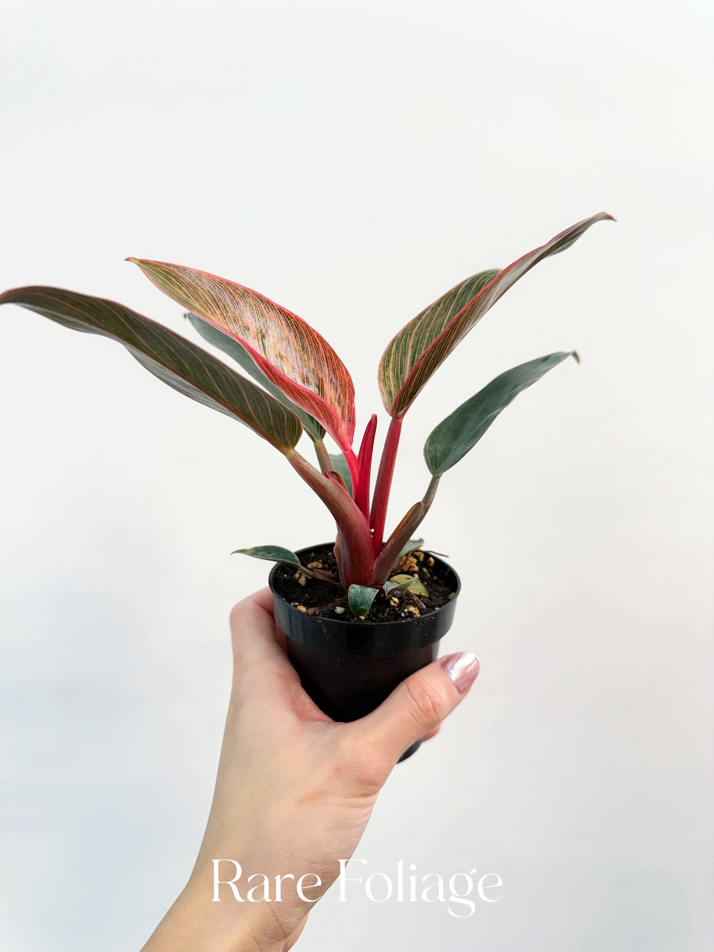 Philodendron Birkin Pink Variegated 3”