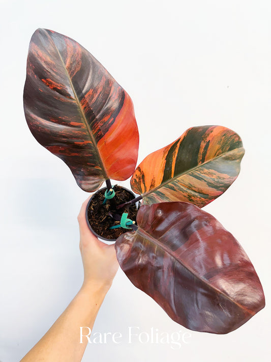 Philodendron Black Cardinal No.1 Variegated 4” Exact Plant