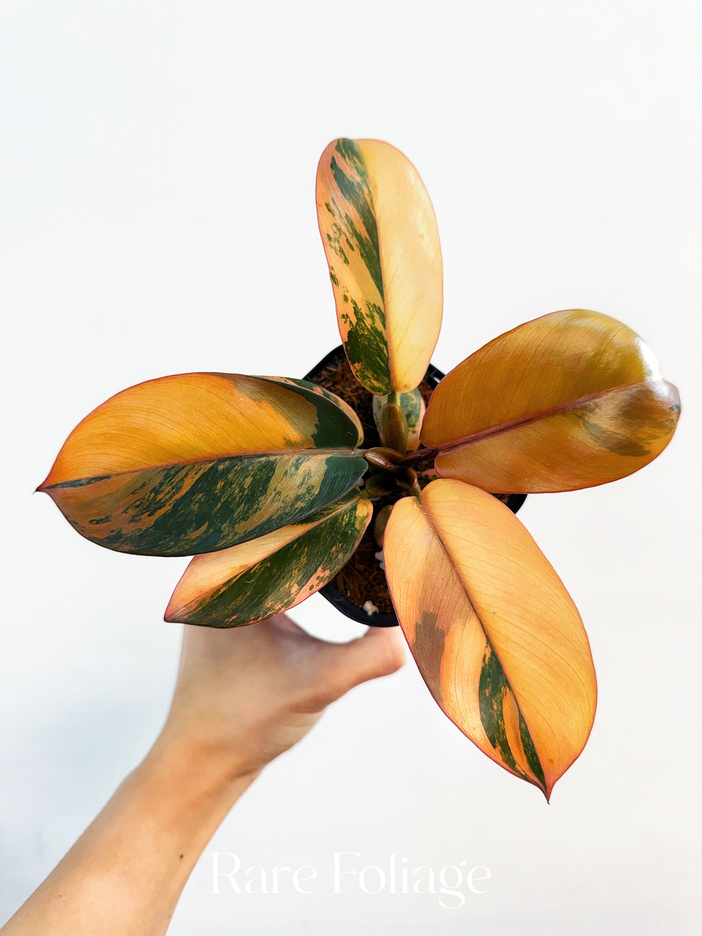 Philodendron Black Cardinal No.1 Variegated 4” Exact Plant